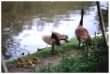 Geese and goslings
