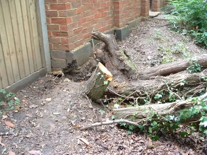 Roots & tree cut (by resident?) to prevent damage to a recently built wall encroaching into Brickfields Country Park