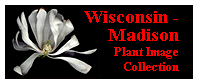 University of Wisconsin Madison (Botany Dept)