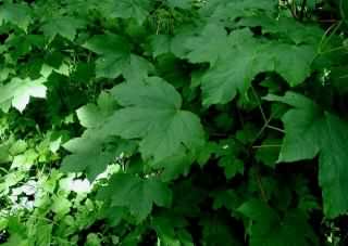 Sycamore - Acer pseudoplantanus, click for a larger image, photo licensed for reuse CCBY3.0