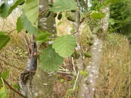 Alder - Alnus glutinosa, click for a larger image