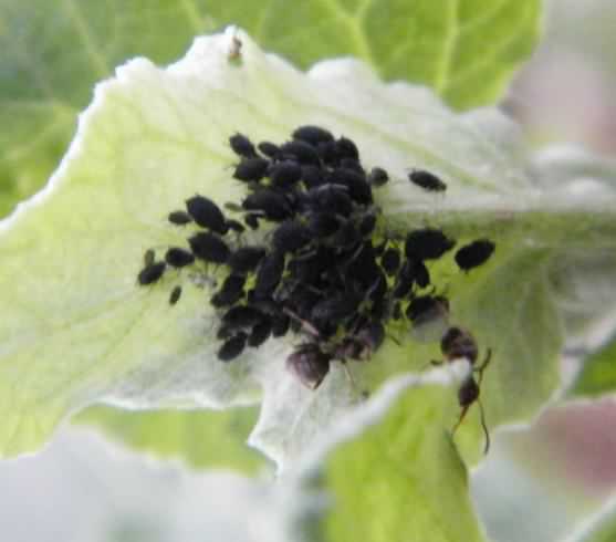Black Bean Aphid - Aphis fabae, click for a larger image