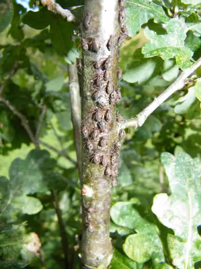 Variegated Oak Aphid - Lachnus roboris, click for a larger image