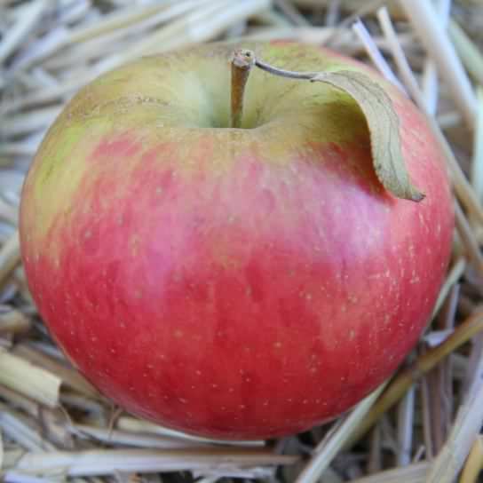 Apple - Malus pumila, species information page, photo licensed for reuse CCASA3.0
