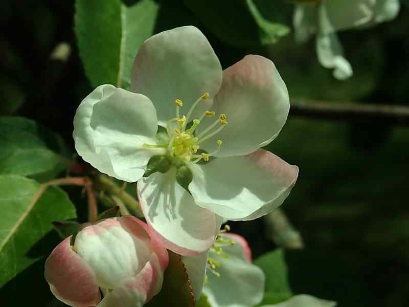 Siberian Crab Apple - Malus Baccata var. Mandshurica, click for a larger image, photo licensed for reuse CCASA4.0