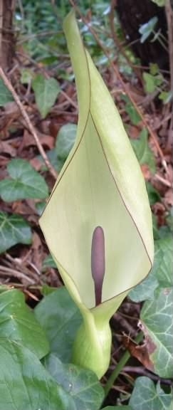 Cuckoo Pint - Arum maculatum, click for a larger image