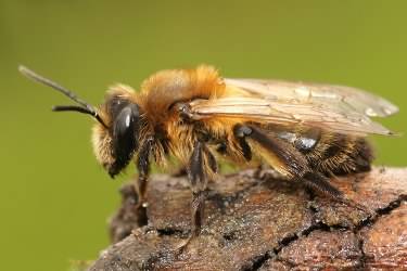 Chocolate Mining Bee - Andrena scotica, click for a larger image, licensed for reuse NCSA3.0
