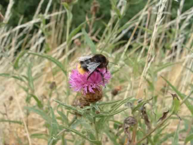 Red Tailed Bumblebee - Bombus lapidarius, click for a larger image