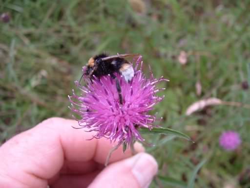 White Tailed Bumblebee - Bombus lucorum, click for a larger image
