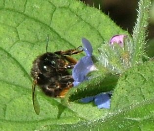 Red Shanked Carder Bee - Bombus ruderarius, species information page