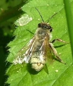 Chocolate Mining Bee - Andrena scotica, species information page