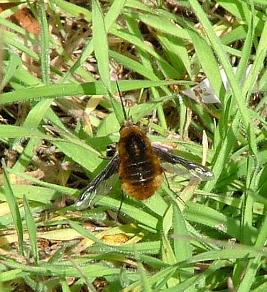 Bee Fly - Bombylius major, click for a larger image