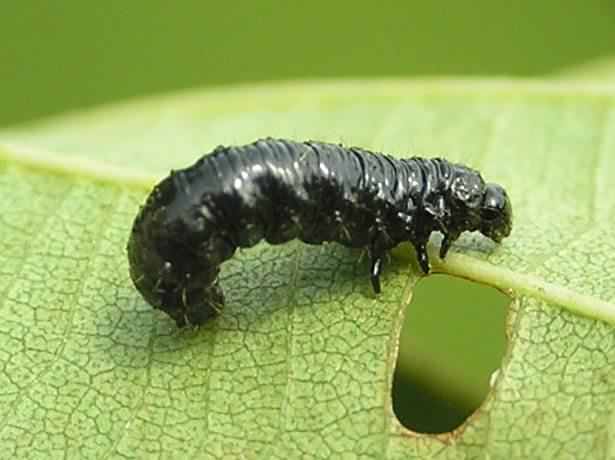 Alder Leaf beetle - Agelastica alni, click for a larger image, photo licensed for reuse CCASA3.0