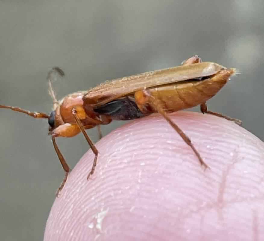 Red Soldier beetle - Cantharis rufa, species information page