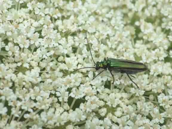 Female False Oil beetle - Oedemera nobilis, click for a larger image
