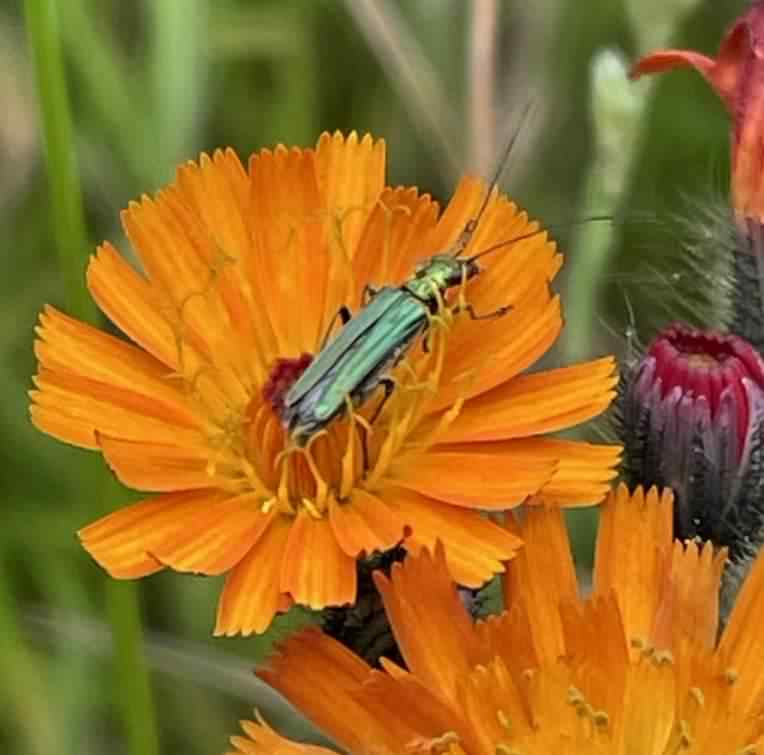 Female False Oil beetle - Oedemera nobilis, click for a larger image