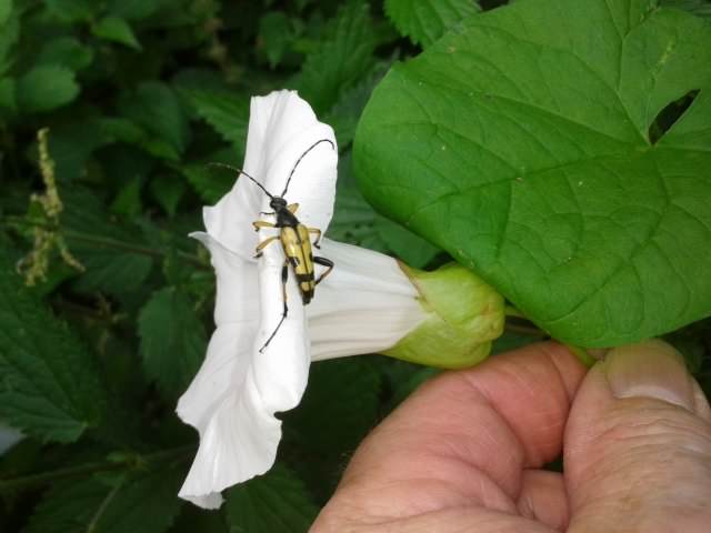 Black and Yellow Longhorn beetle - Rutpela maculata, click for a larger image