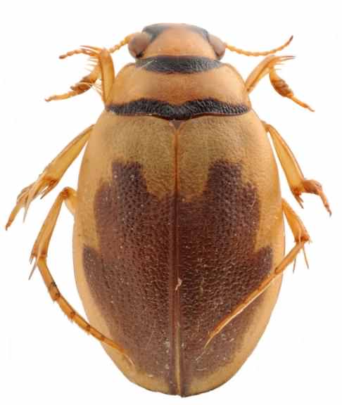 Screech Beetle - Hygrobia hermanni, click for a larger image, photo is in the public domain