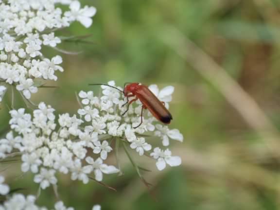 Soldier beetle - Cantharis rustica, click for a larger image