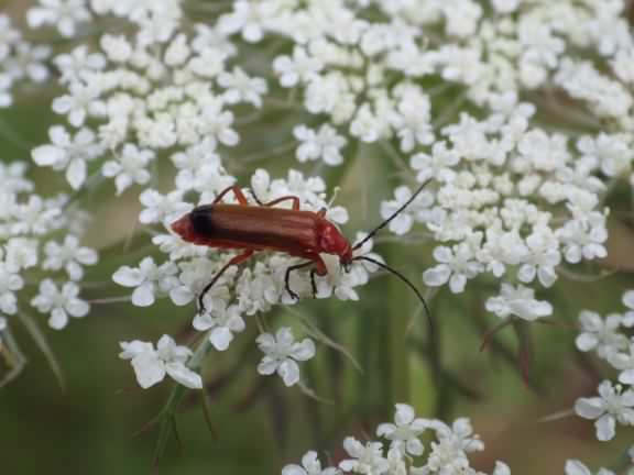 Soldier beetle - Cantharis rustica, click for a larger image