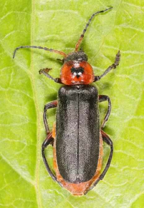 Soldier beetle - Cantharis rustica, click for a larger image, photo licensed for reuse CCASA3.0