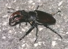 Male Stag beetle - Lucanus cervus