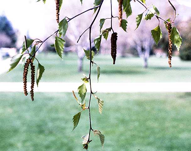 Silver Birch - Betula pendula, species information page