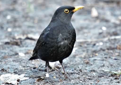Blackbird - Turdus merula, click for a larger image, ©2020 Colin Varndell, used with permission
