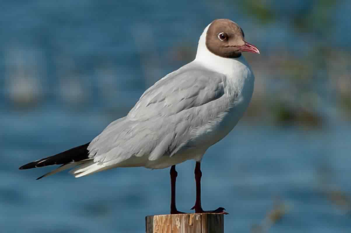 Black-headed gull - Chroicocephalus ridibundus, click for a larger image, ©2020 Colin Varndell, used with permission