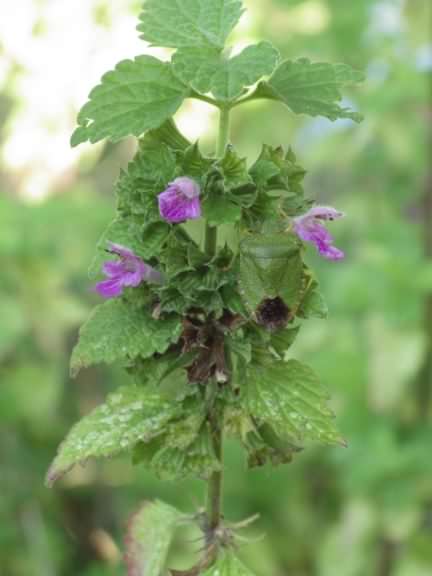 Black Horehound - Ballota nigra, click for a larger image