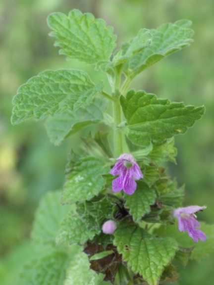 Black Horehound - Ballota nigra, click for a larger image