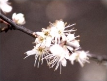 Blackthorn - Prunus spinosa flowers