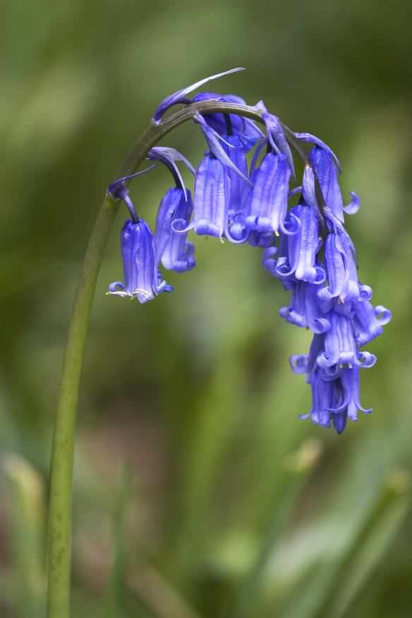 Native Bluebell - Hyacinthoides non scripta, click for a larger image, photo licensed for reuse CCASA3.0