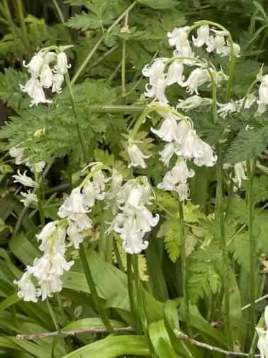 Bluebell woods, click for a larger image