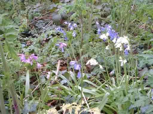 Bluebell hybrid - Hyacinthoides x massartiana, click for a larger image