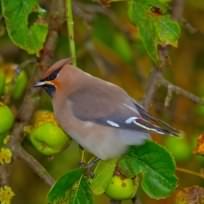 Waxwing - Bombycilla garrulus, click for a larger image, photo licensed for reuse CCASA2.5