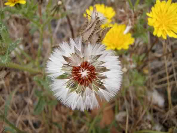 Bristly Oxtongue - Picris echioides, click for a larger image CCASA3.0