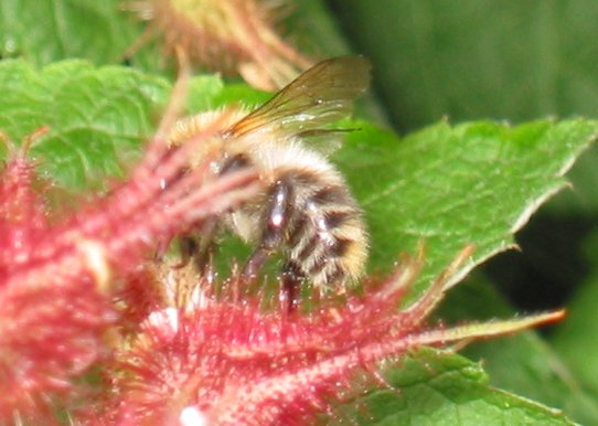 Brown-banded Carder Bee - Bombus humilis, click for a larger image, photo licensed for reuse CCASA3.0