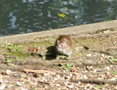 Brown Rat - Rattus norvegicus, click for a larger image