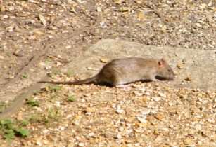Brown Rat - Rattus norvegicus, click for a larger image, photo licensed for reuse CCASA3.0
