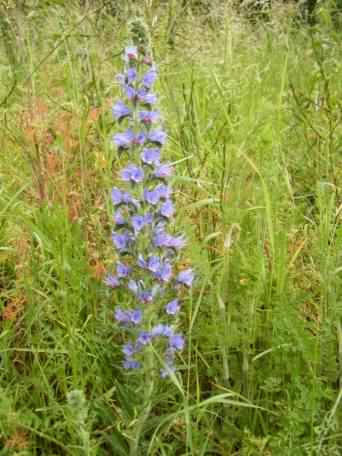 Viper's Bugloss - Echium vulgare species information page