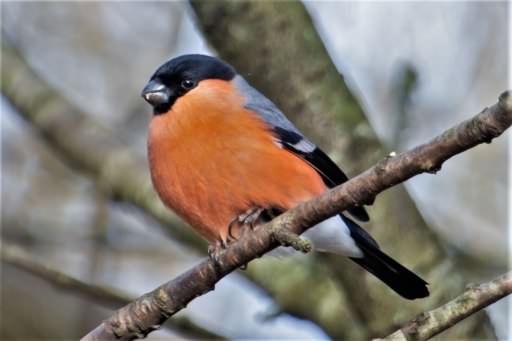 Bullfinch - Pyrrhula pyrrhula, click for a larger image, ©2020 Colin Varndell with permission