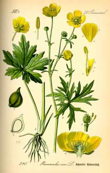 Meadow Buttercup - Ranunculus acris, click for a larger image