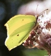 Brimstone - Gonepteryx rhamni, species information page