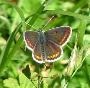 Brown Argus - Plebeius agestis, species information page