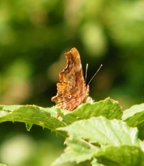 Comma - Polygonia c-album, click for a larger image