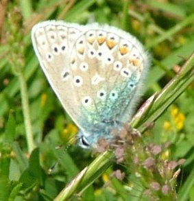 Common Blue - Polyommatus icarus, click for a larger image