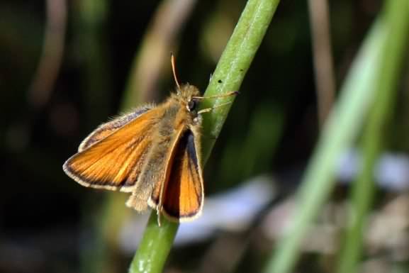 Essex Skipper - Thymelicus lineola, click for a larger image, photo licensed for reuse CCASA3.0