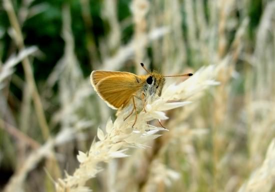 Essex Skipper - Thymelicus sylvestris, click for a larger image