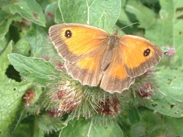 Gatekeeper - Pyronia tithonus